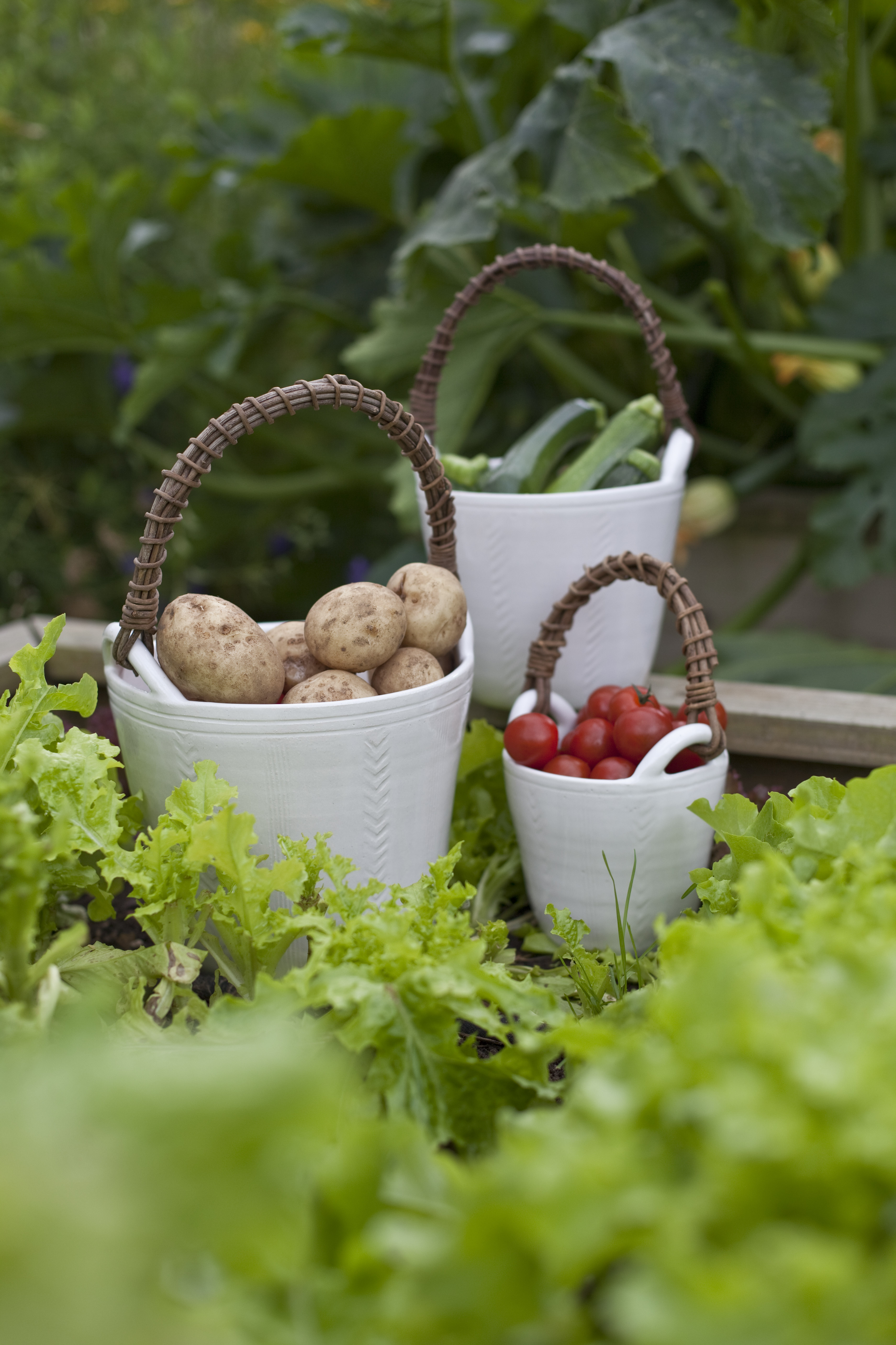 Veg buckets, ceramic, stoneware, wheel thrown, akebia vine handles, white glaze, simple surface decoration.