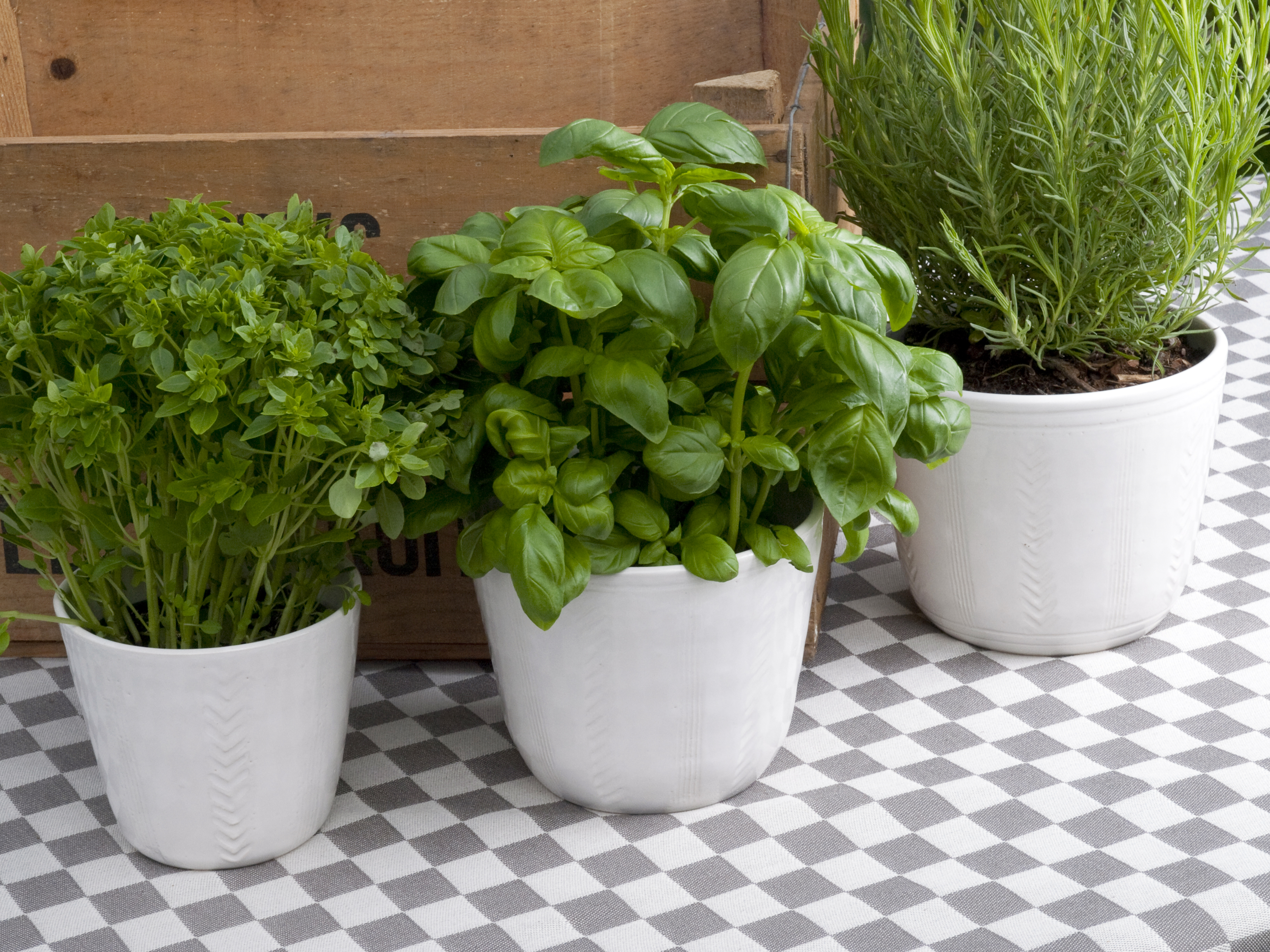 Herb or plant pots. Wheel thrown, stoneware, simple surface decoration, white glaze.